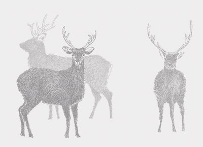 Sika Deer, 2017 tekijältä Sarah Hough