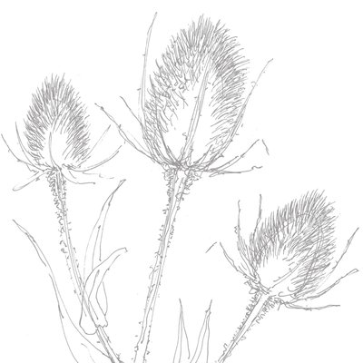 Teasles, 2017 tekijältä Sarah Hough