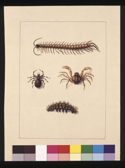 Sivu 11. New South Walesin hyönteiset. Tunnetaan nykyään nimellä Common tuhatjalkainen, Hämähäkkisuku Isopeda, Soldier Crab, Caterpillar, n. 1789-90 (akvarelli) tekijältä Sarah Stone