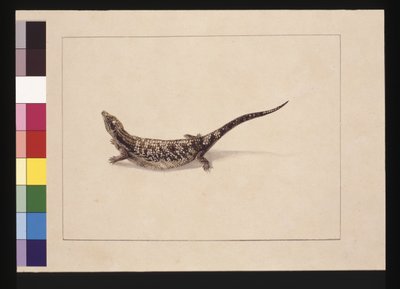 Sivu 12. Tiede tai ihon muodostama lisko. Tunnetaan nykyään sinikieliliskona, n. 1789-1790 (akvarelli) tekijältä Sarah Stone