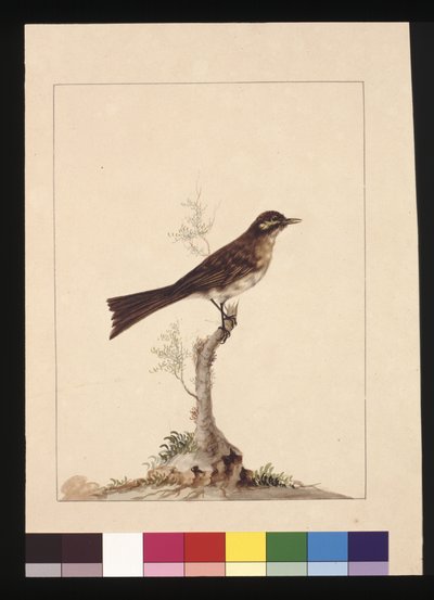 Sivu 14. Keltakorvainen kärpässieppo. Tunnetaan nykyään keltanaamaisena hunajamaisena, n. 1789-1790 (akvarelli) tekijältä Sarah Stone