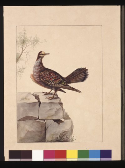 Sivu 15. Kultainen kyyhkynen. Nyt tunnetaan nimellä Forest Bronzewing Pigeon, n. 1789-1790 (akvarelli) tekijältä Sarah Stone