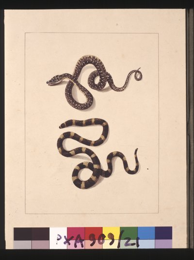 Sivu 21. Käärmeet nro 1 ja nro 2. Tunnetaan nykyään nimellä Young Diamond Snake & Bandy Bandy, n. 1789-1790 (akvarelli) tekijältä Sarah Stone