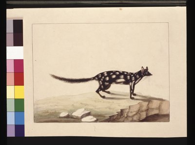 Sivu 28. Tapoa Tafa. Nyt tunnetaan nimellä Dasyurus quoll. Näyttää olevan Sarah Stonen kopio Charles Catton Junrista. levy, n. 1789-90 (akvarelli) tekijältä Sarah Stone