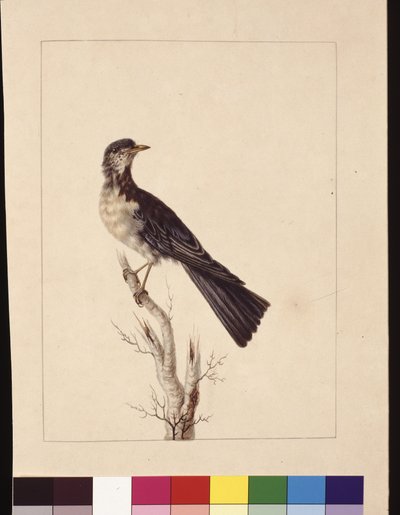 Sivu 29. Port Jackson Thrush. Tunnetaanko nyt nimellä harmaasästastäpläviiriäinen?, n. 1789-90 (akvarelli) tekijältä Sarah Stone