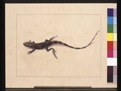 Sivu 31. Muricattu lisko. Tunnetaan nykyään nimellä Tree Dragon, n. 1789-1790 (akvarelli) tekijältä Sarah Stone