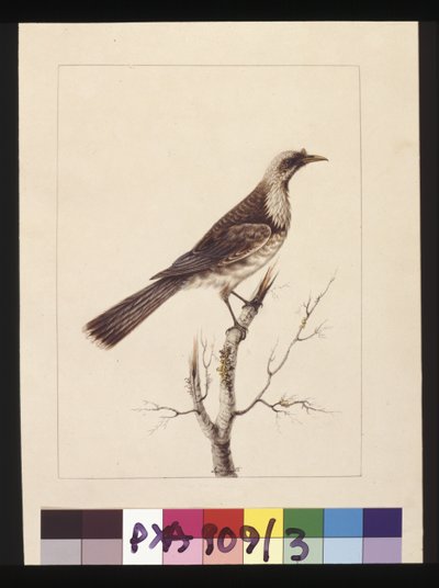 Sivu 3. Nuppi, Fronted Bee Eater: Signed l.c. Sarah Smith. Tunnetaan nykyään fraarilintuina, n. 1789-1790 (akvarelli) tekijältä Sarah Stone