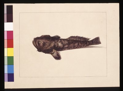 Sivu 8. Epäilevä Lophius. Tunnetaan nykyään sammakkokalana, n. 1789-1790 (akvarelli) tekijältä Sarah Stone