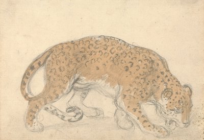 Leopardin tutkimus tekijältä Sawrey Gilpin