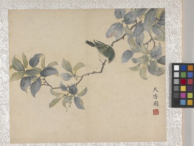 8-lehtinen kukka-albumi, 1700-luvun puoliväli (muste ja väri paperille). tekijältä School Chinese