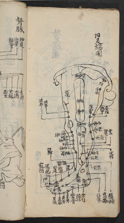 Akupunktiopisteet jalassa, Jing Guan Qi Zhi, "Akupunktiopisteiden ja -kanavien alku ja loppu", pub. Etelä-Kiina, 1700-luvun alku (muste paperille) tekijältä School Chinese