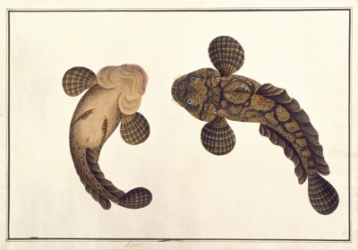 Lepoo, teoksesta "Drawings of Animals, Insects and Reptiles from Malacca", n. 1805-1818 (guassi ja akvarelli paperille) tekijältä School Chinese