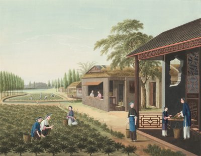 Teetuotanto, n. 1820 (bodycolor ja kultamaali silkille paperille levitettynä). tekijältä School Chinese