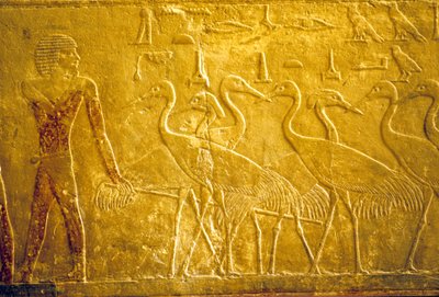 Muinainen Egypti, seinäkaiverrukset/maalaukset, Mastaba/Ti:n hauta, Saqqara, 5. dynastia, Maanviljelijä johtaa kesyjä kurkia (kuva) tekijältä School Egyptian