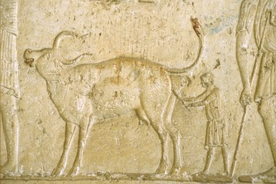 Muinainen Egypti, Seinien kaiverrus/maalaus, Petosiris-hauta, Tuna Gabel, Tuna el Gebel, 300 eKr., Autamme lehmää synnyttämään (kuva) tekijältä School Egyptian