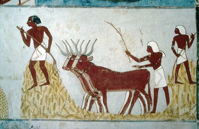 Luxor, Thebes: Nakhtin hauta. Maanviljelyskohtaus. Aatelisten laakso. tekijältä School Egyptian