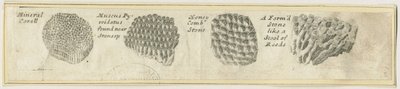 Dovedale - Mineraalikoralli: kuparilevykaiverrus ja [?1800-luku] (painettu) tekijältä School English