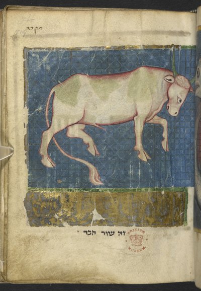 Lisää MS 11639 f.519t Härkä Raamatun ja muiden tekstien Miscellanysta ("The Northern French Miscellany" tai aikaisempi "The British Museum Miscellany"y tekijältä School French