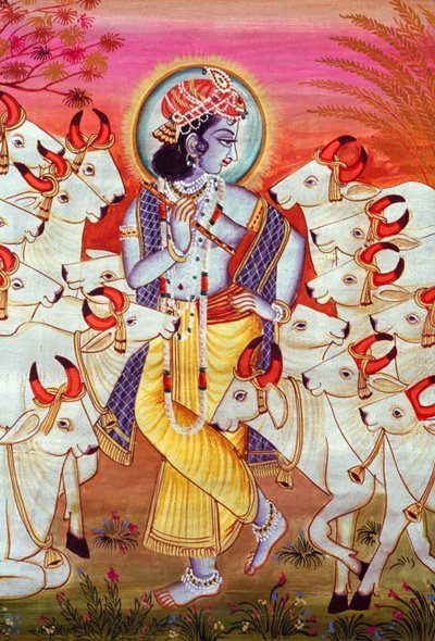 Lordi Krishna ja lehmät miniatyyri maalaus tekijältä School Indian