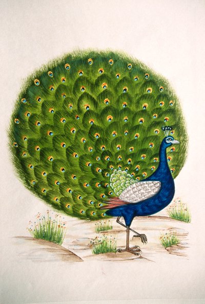Miniatyyri maalaus silkki Peacock tekijältä School Indian