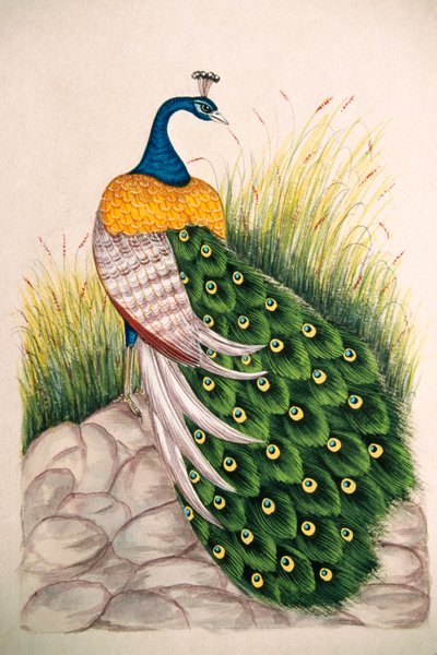 Miniatyyri maalaus silkki Peacock tekijältä School Indian