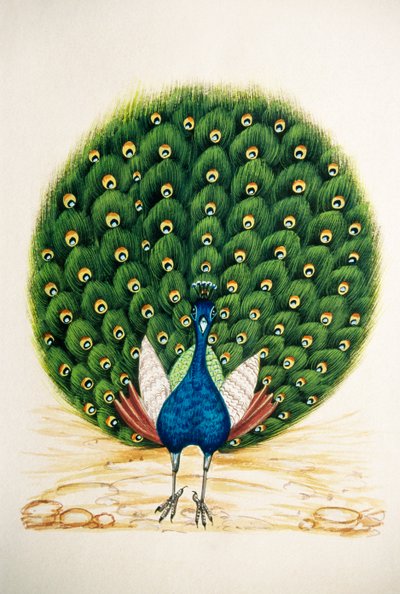 Miniatyyri maalaus silkki Peacock tekijältä School Indian