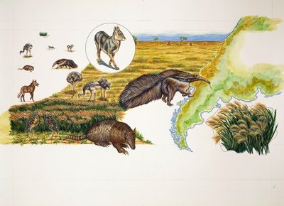 Argentiina, Pampat (väri litho) tekijältä School Italian