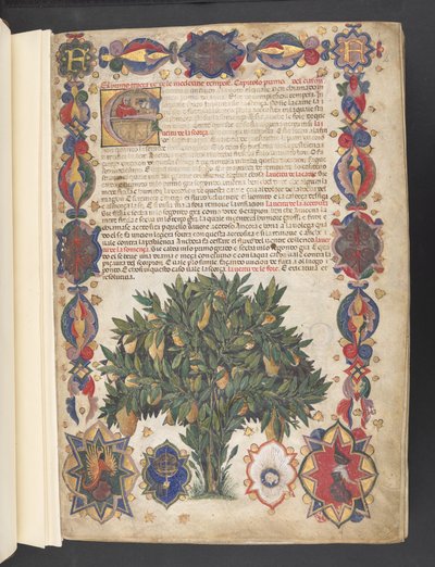 Egerton 2020 f.4r Täysi reunus heraldisella koristeella ja historiallisella alkukirjaimella "E", miniatyyrillä puu, "The Carrara Herbal", n. 1390-1404 (muste, väri ja kulta vellum)    Kirjoittaja: Jacopo Filippo tekijältä School Italian