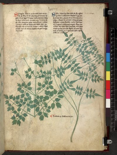 Egerton 747 Spargula and Self, Tractatus de herbis (Herbal) n. 1280-1310 (muste ja väri vellum) tekijältä School Italian