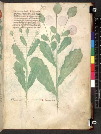 Egerton 747 Tractatus de herbis (Herbal) n. 1280-1310 (muste ja väri tarranauhalla) tekijältä School Italian