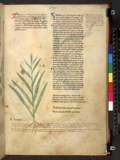 Egerton 747 Tractatus de herbis (Herbal) n. 1280-1310 (muste ja väri tarranauhalla) tekijältä School Italian