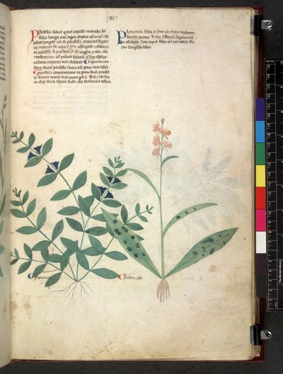Egerton 747 Tractatus de herbis (Herbal) n. 1280-1310 (muste ja väri tarranauhalla) tekijältä School Italian