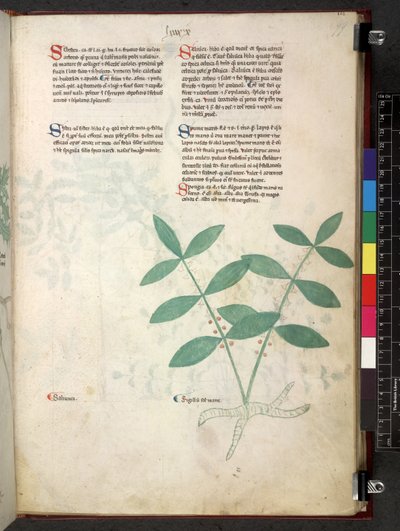 Egerton 747 Tractatus de herbis (Herbal) n. 1280-1310 (muste ja väri tarranauhalla) tekijältä School Italian