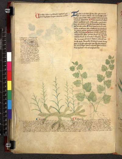 Egerton 747 Tractatus de herbis (Herbal) n. 1280-1310 (muste ja väri tarranauhalla) tekijältä School Italian
