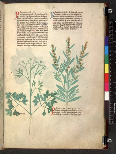 Egerton 747 Tractatus de herbis (Herbal) n. 1280-1310 (muste ja väri tarranauhalla) tekijältä School Italian