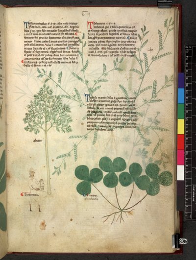 Egerton 747 Tractatus de herbis (Herbal) n. 1280-1310 (muste ja väri tarranauhalla) tekijältä School Italian