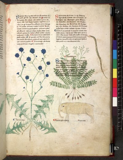 Egerton 747 Tractatus de herbis (Herbal) n. 1280-1310 (muste ja väri tarranauhalla) tekijältä School Italian