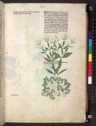 Egerton 747 Tractatus de herbis (Herbal) c.1280-1310 (tinta i color sobre vitela) finlandès tekijältä School Italian