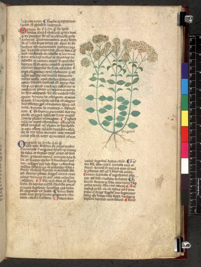 Egerton 747 Tractatus de herbis (Herbal) n. 1280-1310 (muste ja väri tarranauhalla) tekijältä School Italian