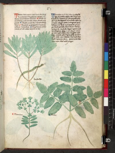 Egerton 747 Tractatus de herbis (Herbal) n. 1280-1310 (muste ja väri tarranauhalla) tekijältä School Italian