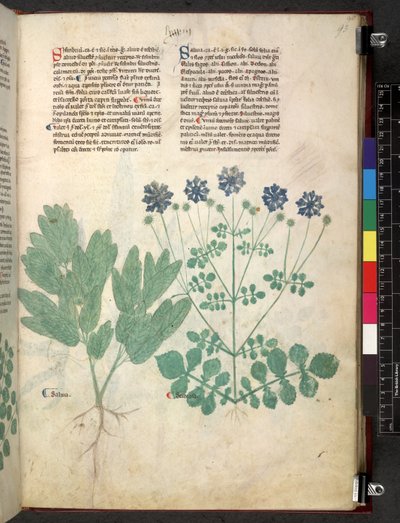 Egerton 747 Tractatus de herbis (Herbal) n. 1280-1310 (muste ja väri tarranauhalla) tekijältä School Italian