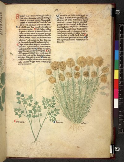 Egerton 747 Tractatus de herbis (Herbal) n. 1280-1310 (muste ja väri tarranauhalla) tekijältä School Italian