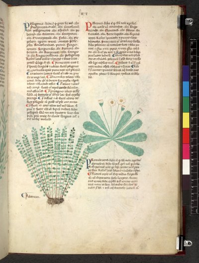 Egerton 747 Tractatus de herbis (Herbal) n. 1280-1310 (muste ja väri tarranauhalla) tekijältä School Italian