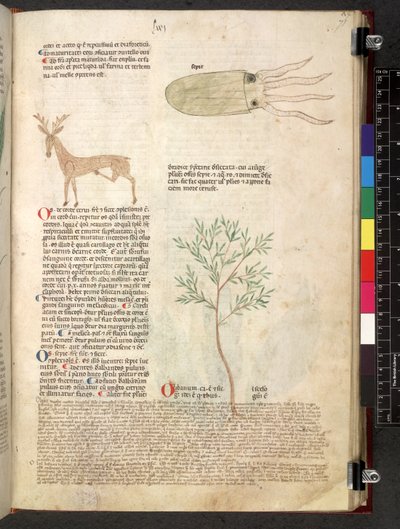 Egerton 747 Tractatus de herbis (Herbal) n. 1280-1310 (muste ja väri tarranauhalla) tekijältä School Italian