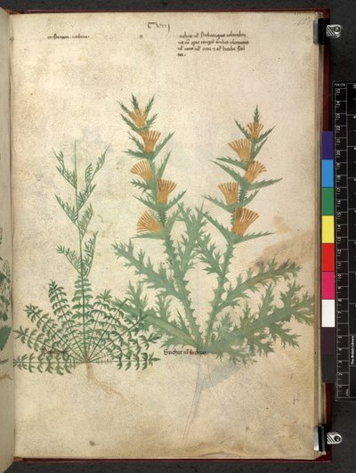 Egerton 747 Tractatus de herbis (Herbal) n. 1280-1310 (muste ja väri tarranauhalla) tekijältä School Italian