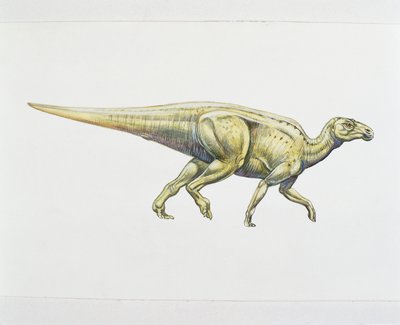Hadrosaurid tai ankannokkadinosaurus (värinen lito) tekijältä School Italian