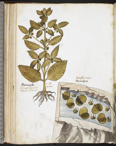 Harley MS 3736 f.58v Mandrake, Giovanni Cadamoston teoksesta "Herbal ja tutkielmia ruoasta, myrkyistä, lääkkeistä ja kivien ominaisuuksista" (muste ja väri perhokalvolla) tekijältä School Italian