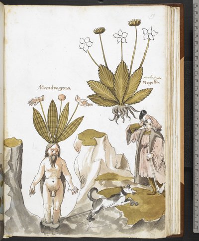 Harley MS 3736 f.59r Koiran vetämä mandrake, Giovanni Cadamoston "Herbal, jossa on tutkielmia ruoasta, myrkyistä ja lääkkeistä sekä kivien ominaisuuksista" (mustetta ja väriä perunakalvolla) tekijältä School Italian