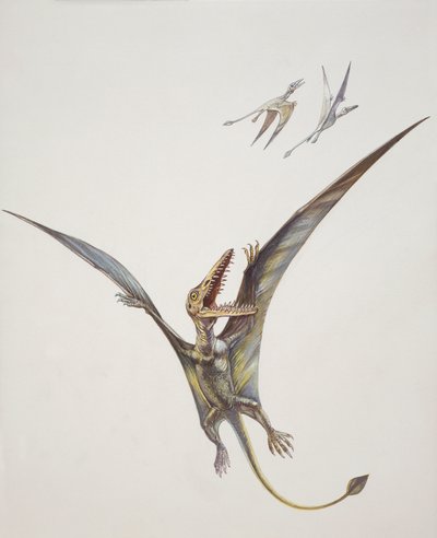 Rhamphorhynchoid, Jurassic (väri litho) tekijältä School Italian