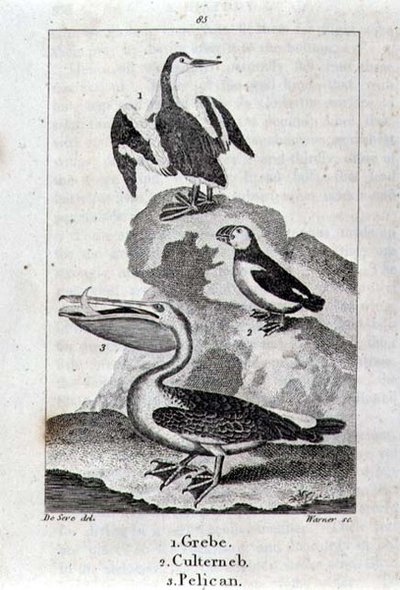 Grebe, Culterneb at Pelican mula sa A History of the Earth and Animated Nature, London 1816 (copper plate engraving)finn tekijältä School Spanish